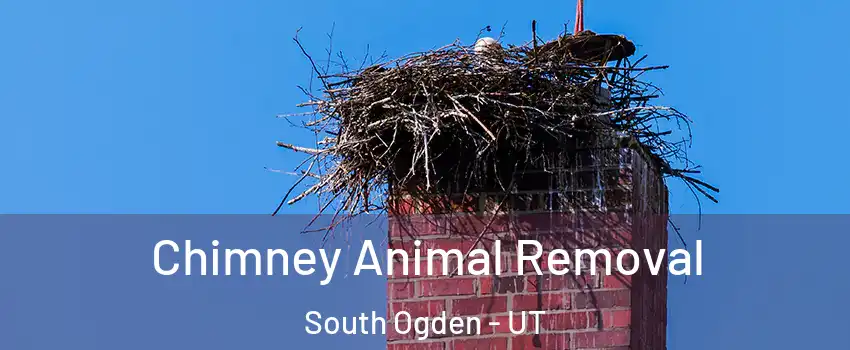  Chimney Animal Removal South Ogden - UT